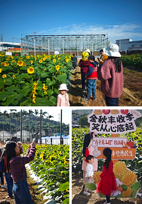 Visitors take photos at a sunflower field.