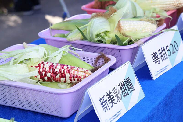 Corn varieties on display. 