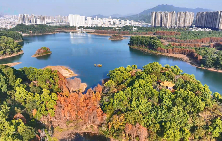 飞阅坪山｜冬日限定！大山陂主题公园落羽杉如约“走红”