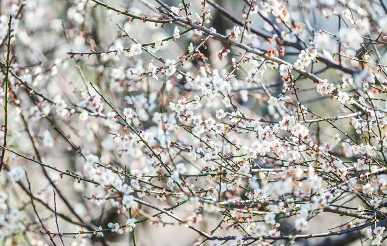 冬日浪漫！深圳坪山赏梅路线快收藏好