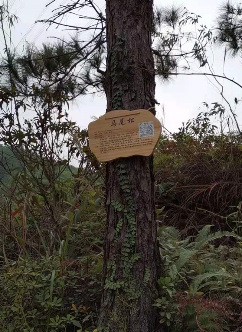 手作步道沿线的植物介绍标志牌